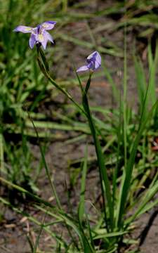 Image of Moraea natalensis Baker