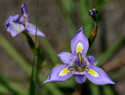 Image of Moraea natalensis Baker