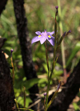 صورة Moraea natalensis Baker