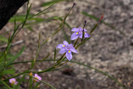 صورة Moraea natalensis Baker