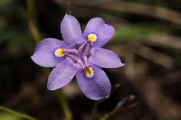 Image of Moraea natalensis Baker