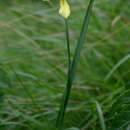 Image of Large yellow moraea