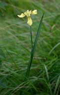 Image of Large yellow moraea