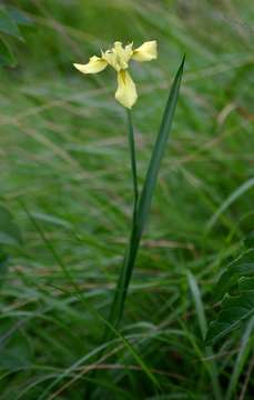 صورة Moraea spathulata (L. fil.) Klatt