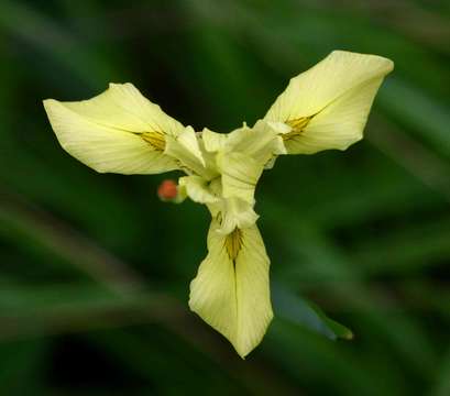 Image of Large yellow moraea