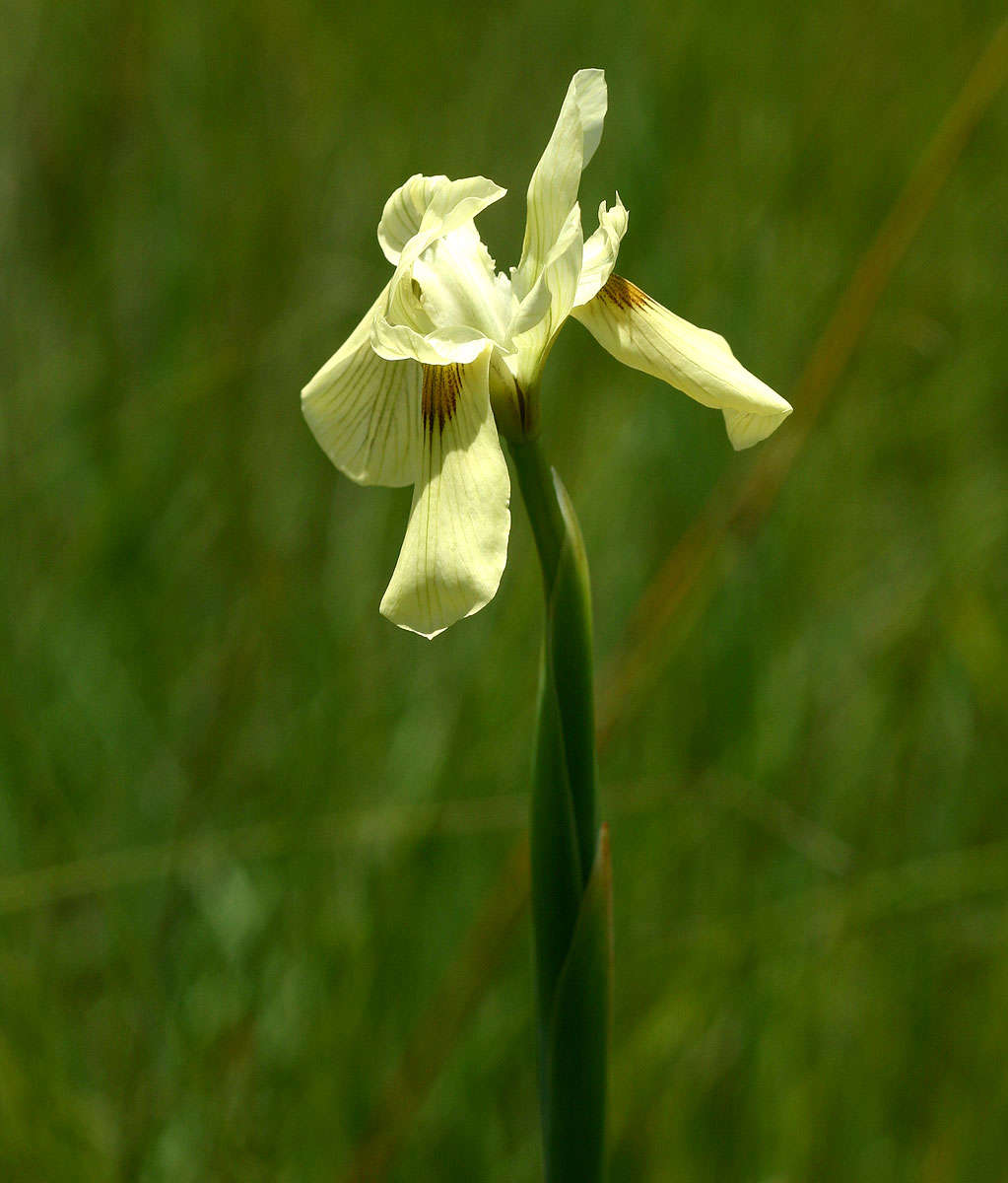 Image of Large yellow moraea