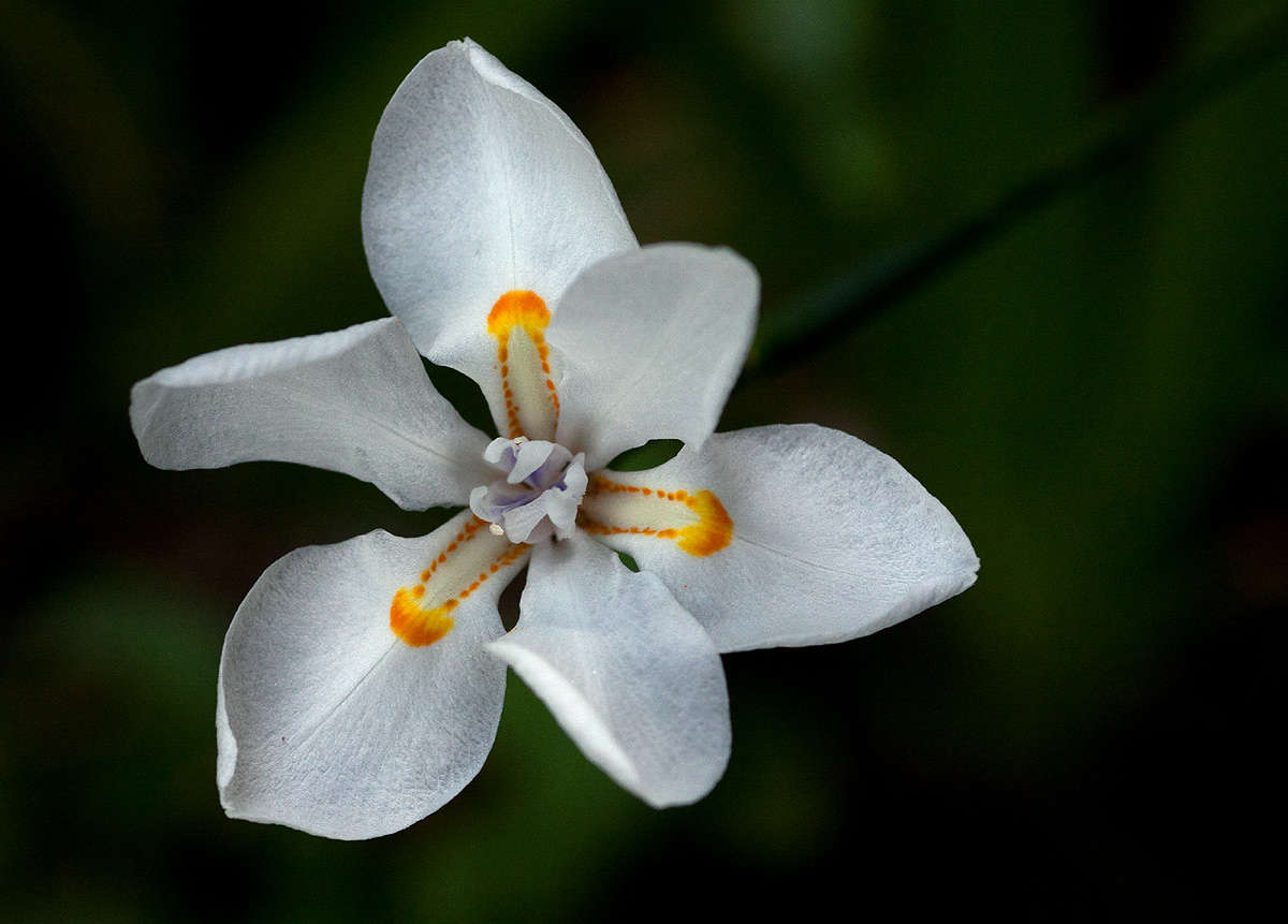 Image of African irises