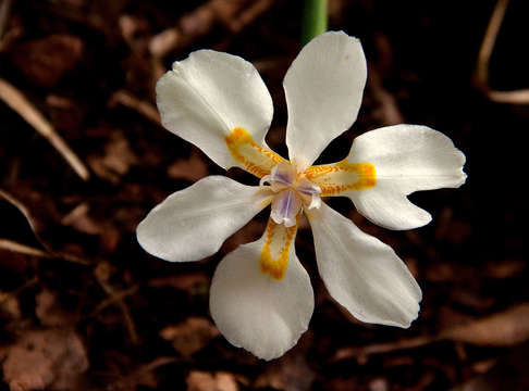 Image of African irises