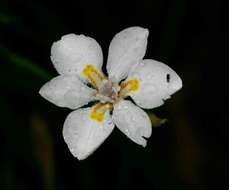 صورة Dietes