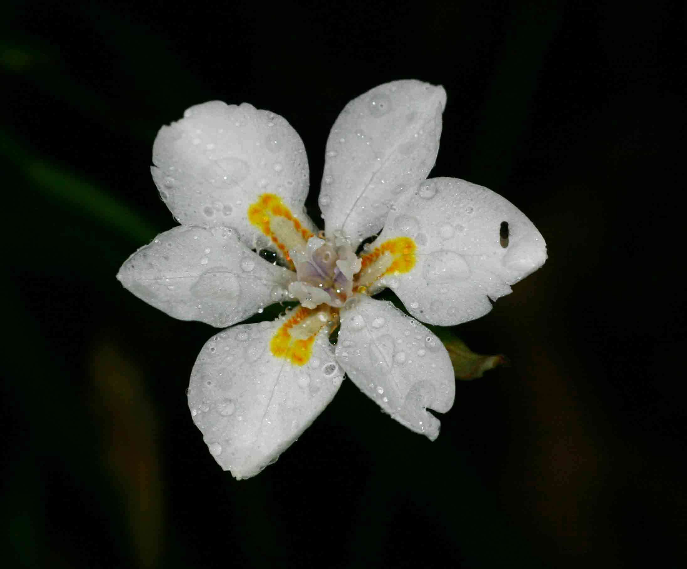 صورة Dietes