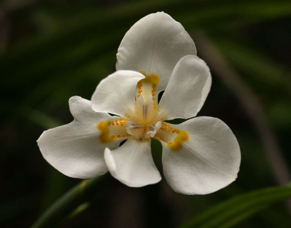 صورة Dietes