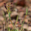 Image of Ferraria glutinosa (Baker) Rendle