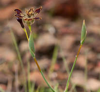 Image of Ferraria