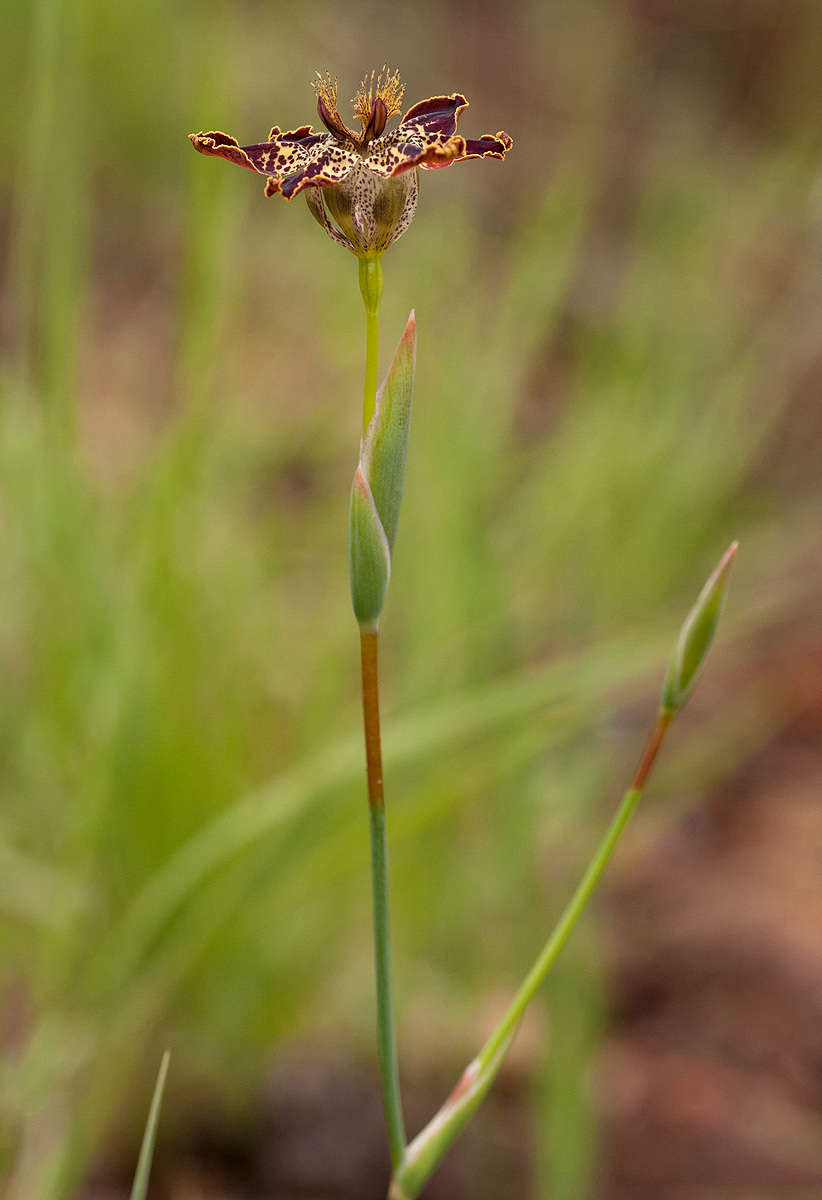 Image of Ferraria