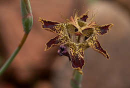 صورة Ferraria