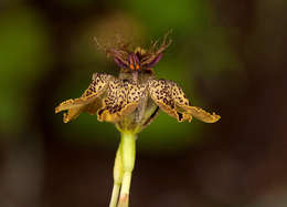 صورة Ferraria