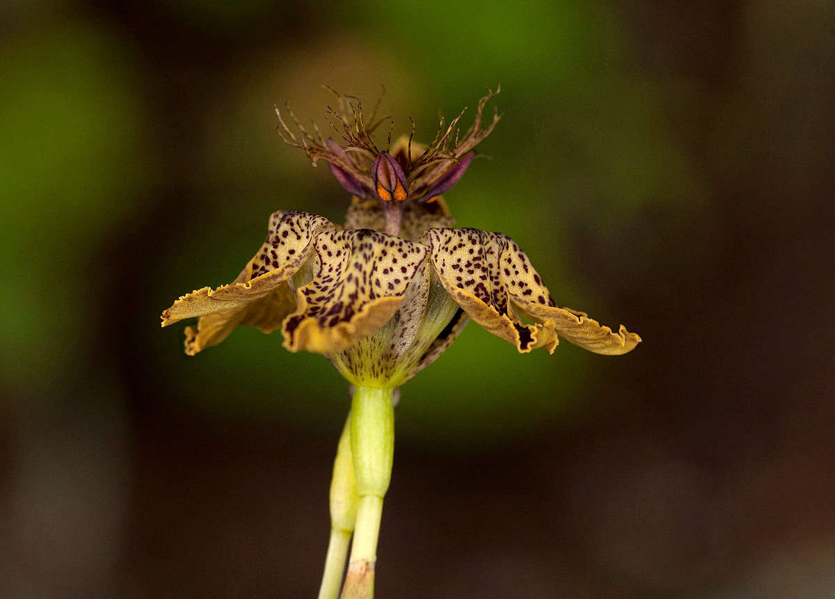 Image of Ferraria