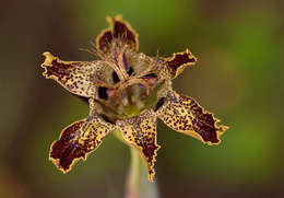 صورة Ferraria