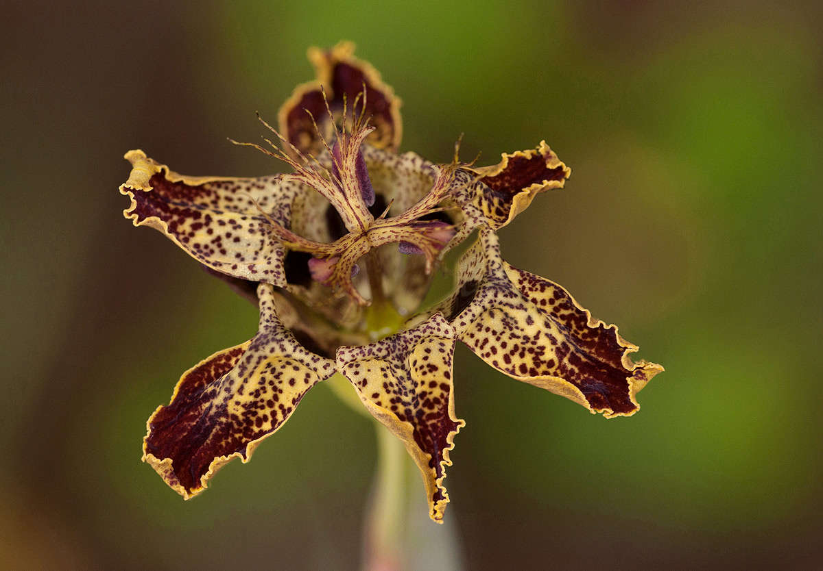 Image of Ferraria