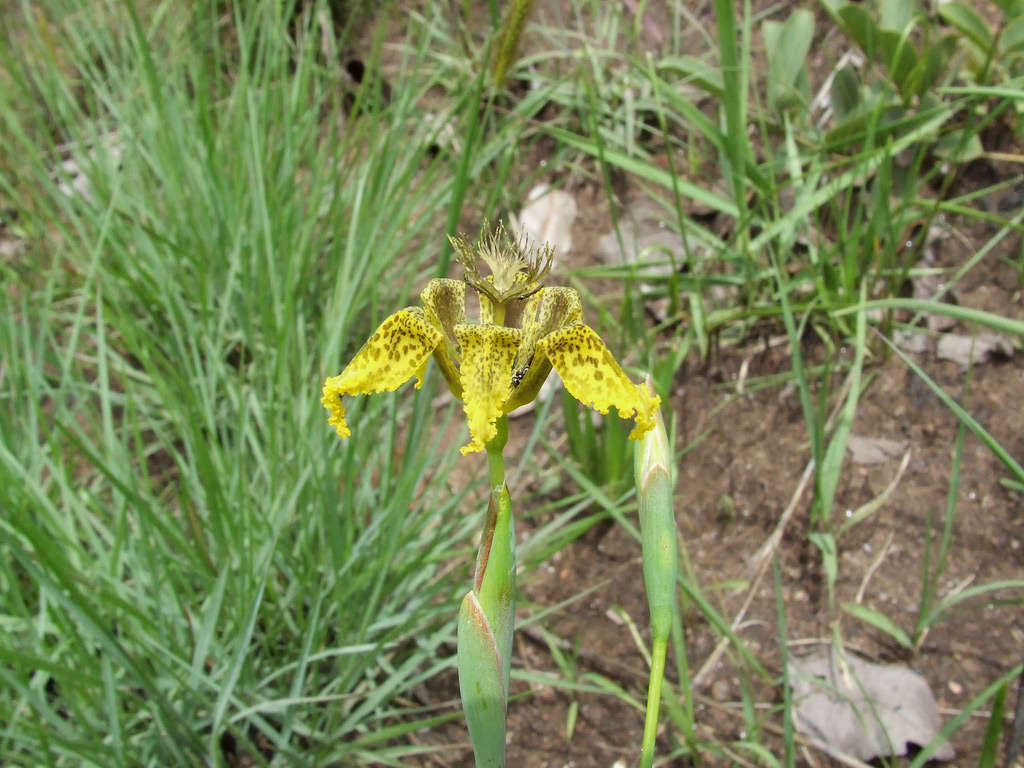 صورة Ferraria