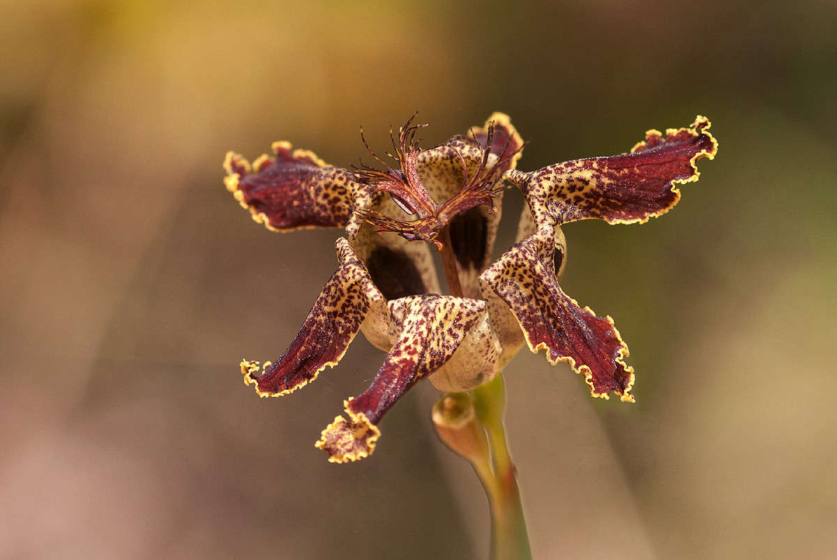 صورة Ferraria