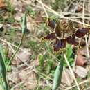 Image of Ferraria glutinosa (Baker) Rendle