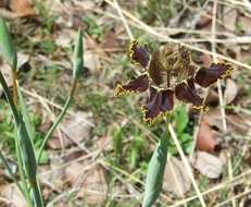 Image of Ferraria