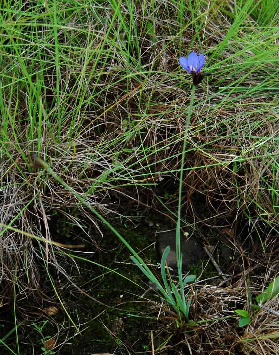 Imagem de Aristea abyssinica Pax