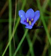 Imagem de Aristea abyssinica Pax