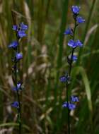 Aristea torulosa Klatt resmi