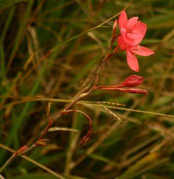 صورة Hesperantha