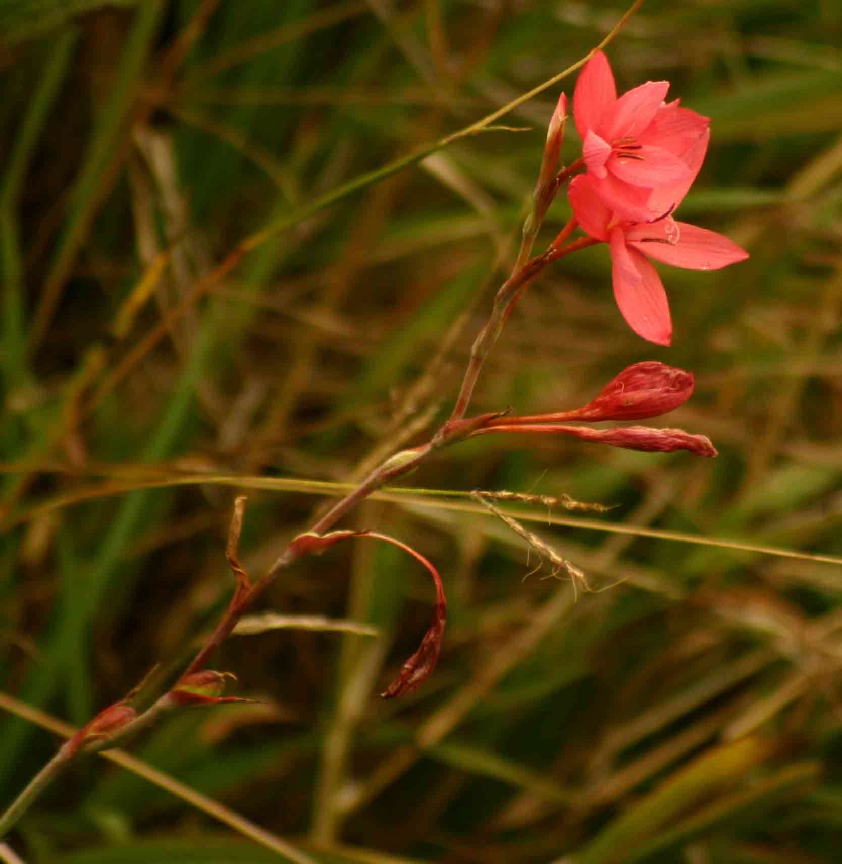 Image of Hesperantha