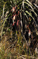 Hesperantha ballii Wild的圖片