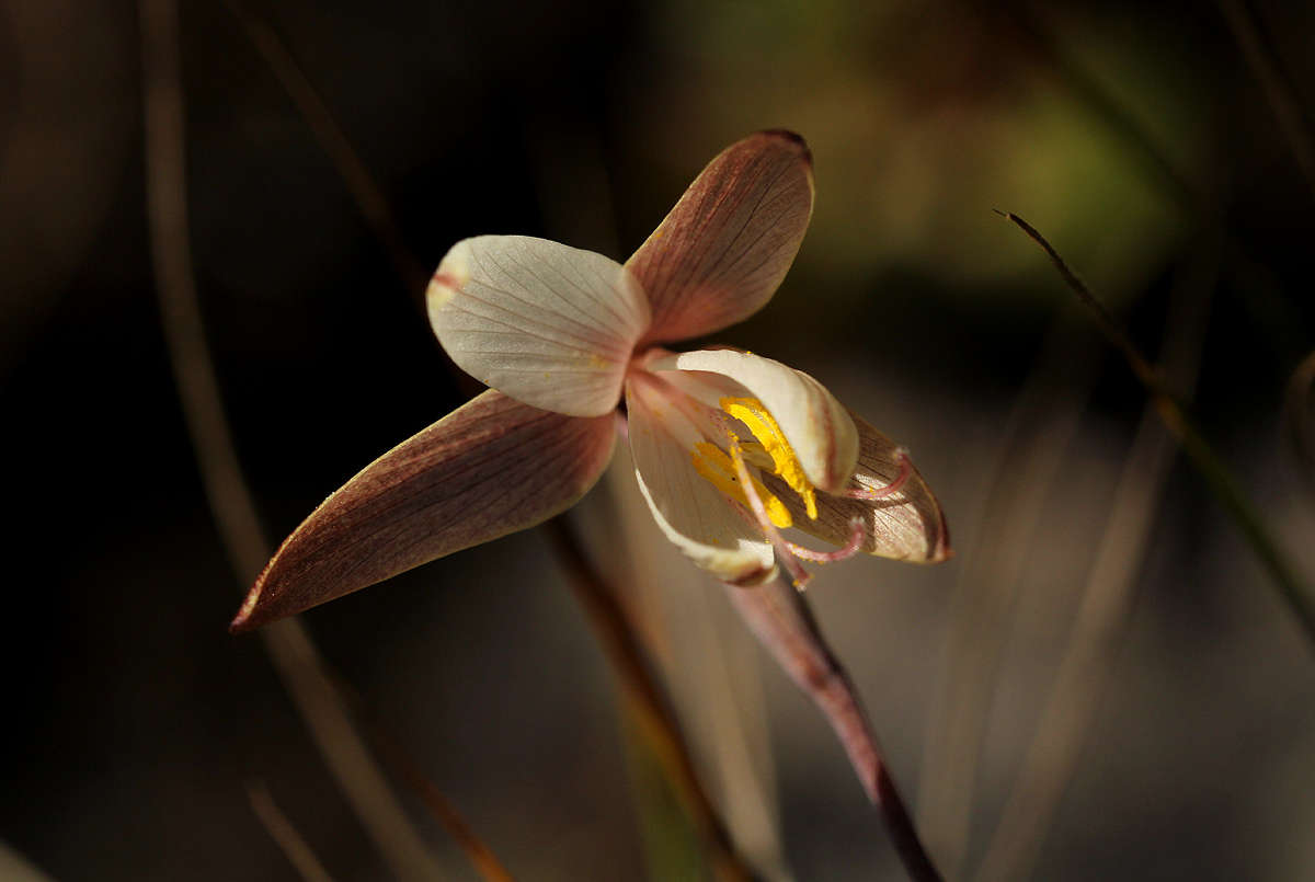 Hesperantha ballii Wild的圖片