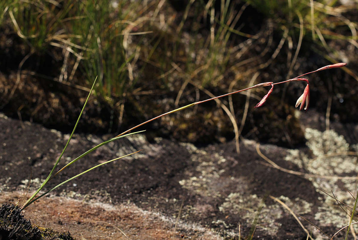 Hesperantha ballii Wild的圖片