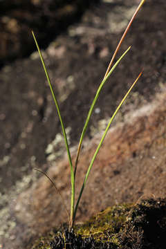 صورة Hesperantha ballii Wild