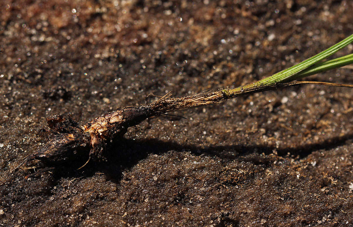 Image of Hesperantha ballii Wild