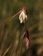 Image of Hesperantha ballii Wild