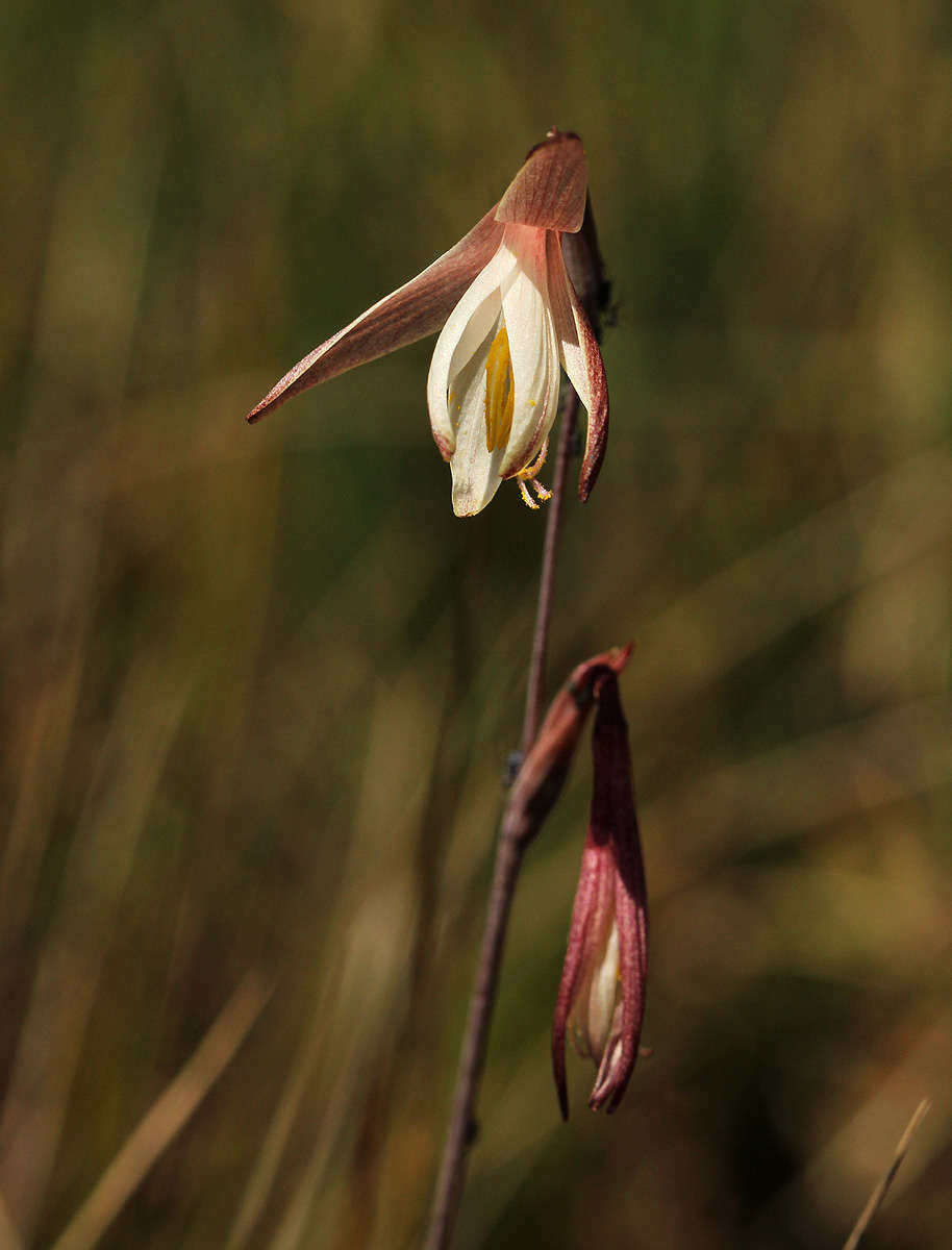 Hesperantha ballii Wild的圖片