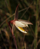 Hesperantha ballii Wild的圖片