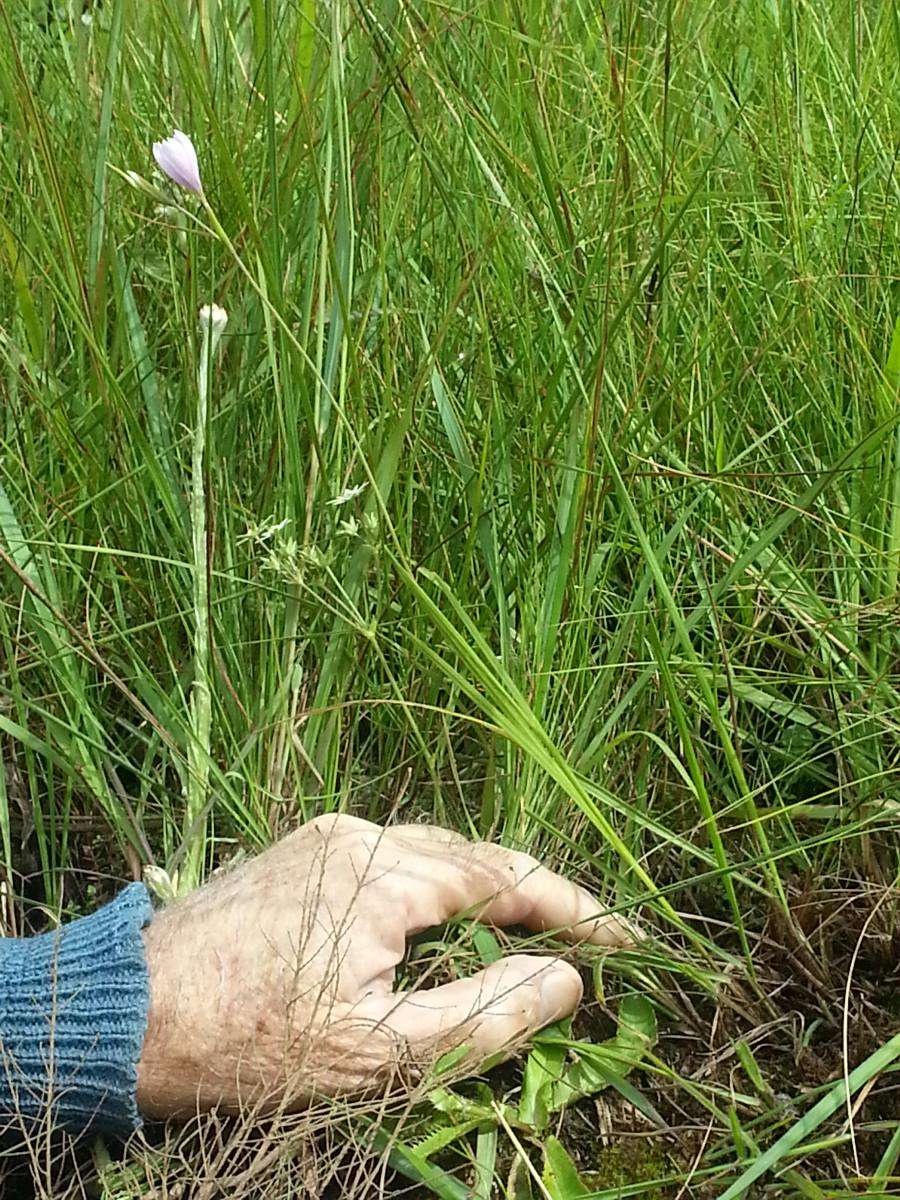 Image of Hesperantha petitiana (A. Rich.) Baker