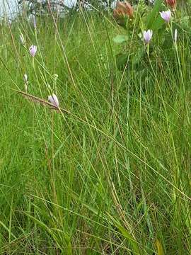 Hesperantha petitiana (A. Rich.) Baker的圖片