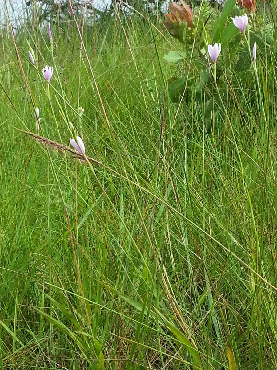 Image of Hesperantha petitiana (A. Rich.) Baker