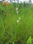 Hesperantha petitiana (A. Rich.) Baker的圖片