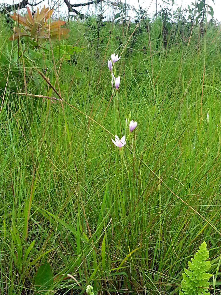 Hesperantha petitiana (A. Rich.) Baker的圖片