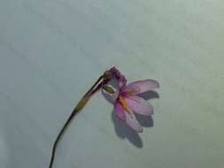 Hesperantha petitiana (A. Rich.) Baker的圖片