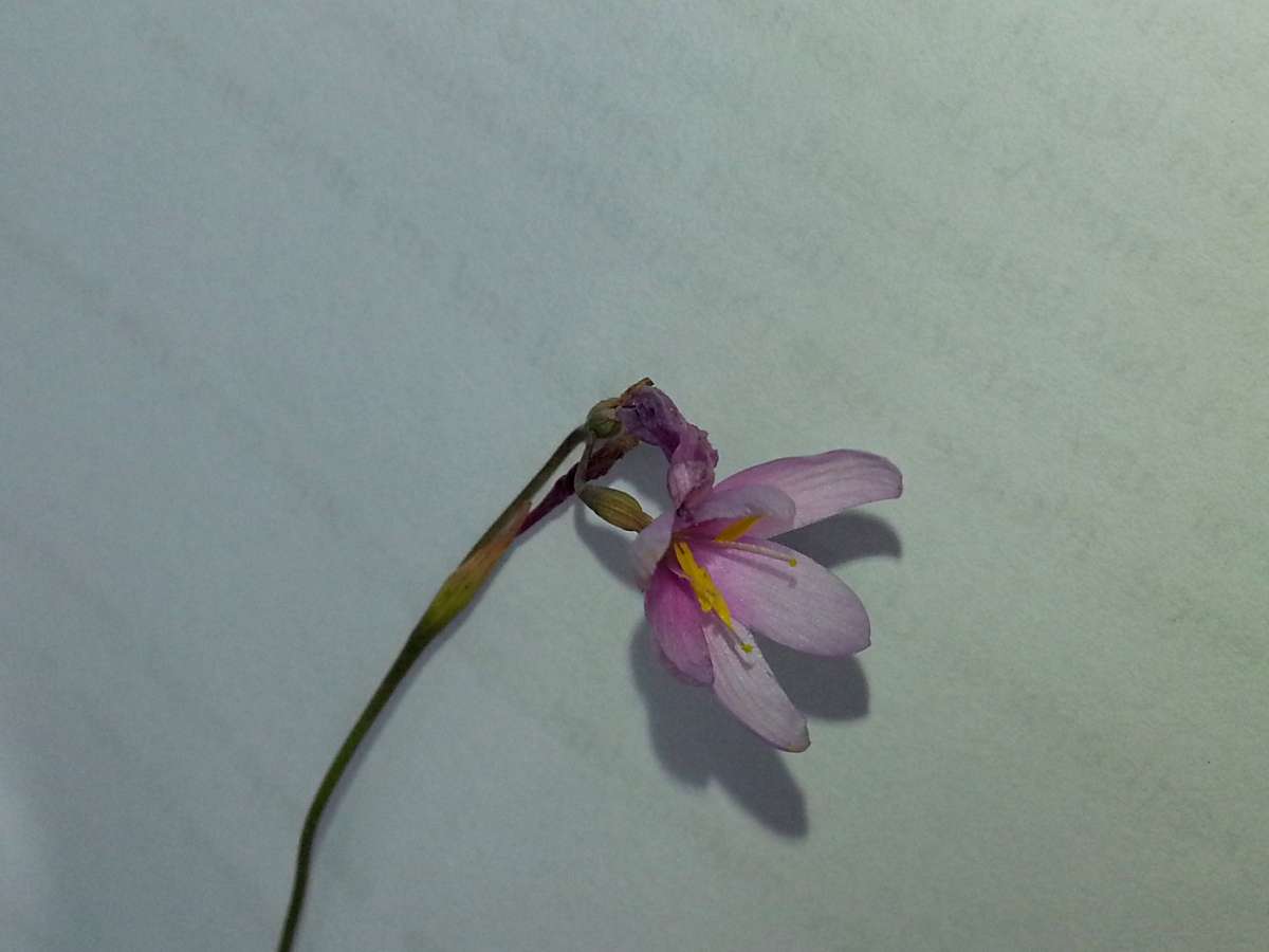 Hesperantha petitiana (A. Rich.) Baker的圖片