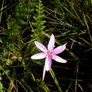 Hesperantha petitiana (A. Rich.) Baker的圖片