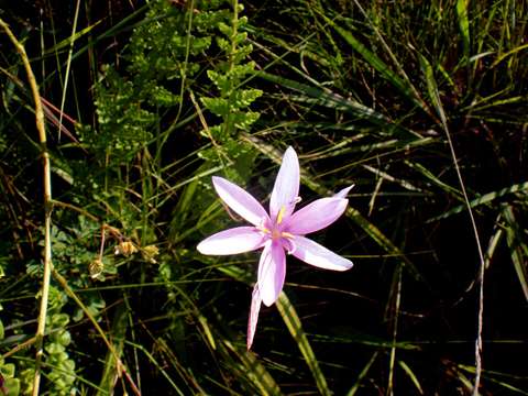 Plancia ëd Hesperantha petitiana (A. Rich.) Baker