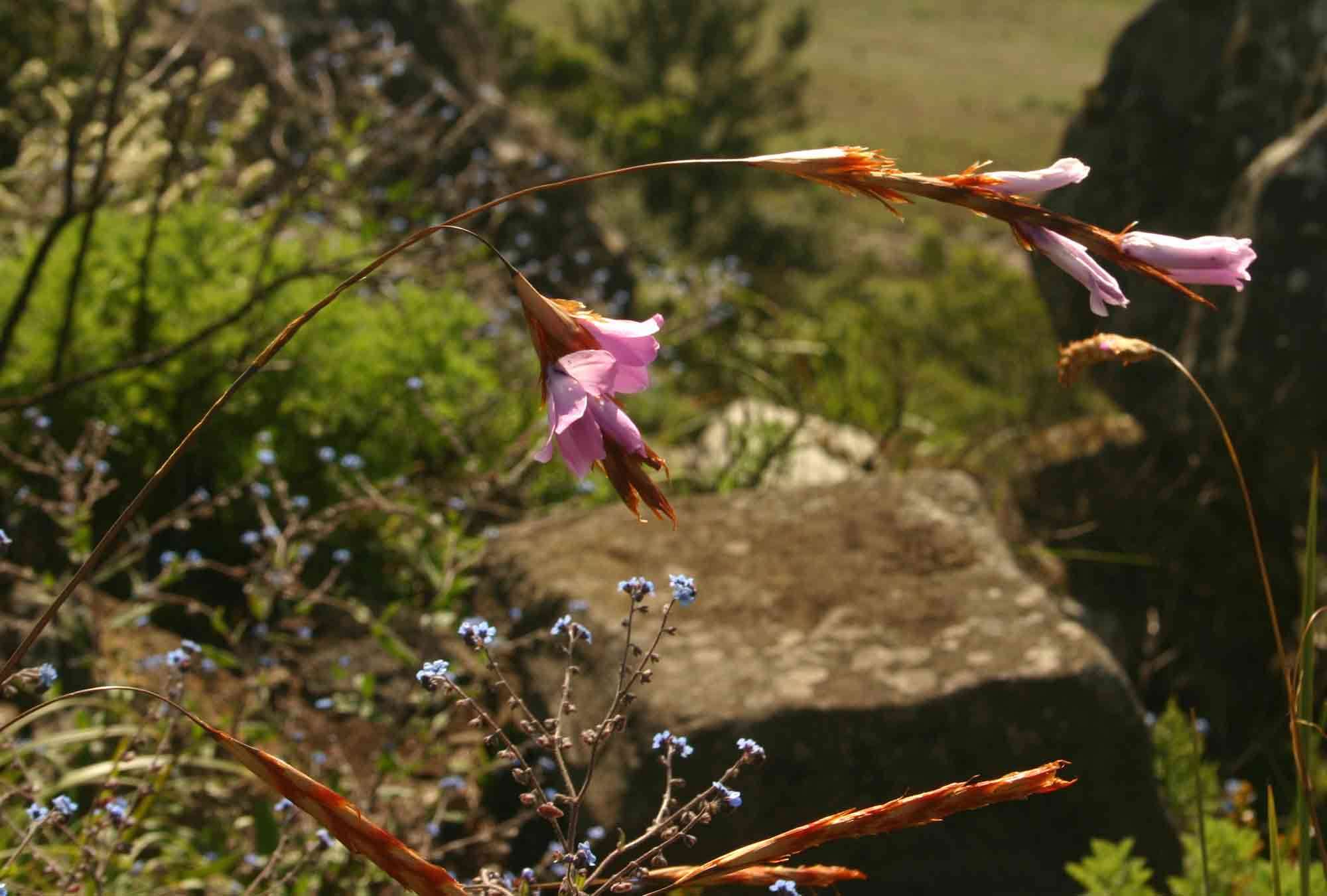 Image of Dierama inyangense Hilliard